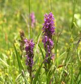 prstnatec pleťový <i>(Dactylorhiza incarnata)</i> / Květ/Květenství