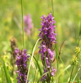 prstnatec pleťový <i>(Dactylorhiza incarnata)</i> / Květ/Květenství