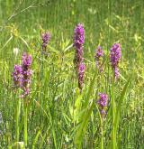 prstnatec pleťový <i>(Dactylorhiza incarnata)</i> / Habitus