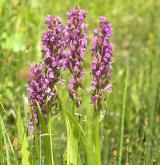 prstnatec pleťový <i>(Dactylorhiza incarnata)</i> / Habitus