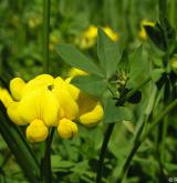 štírovník růžkatý <i>(Lotus corniculatus)</i> / Květ/Květenství