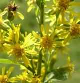 zlatobýl obecný <i>(Solidago virgaurea)</i> / Květ/Květenství