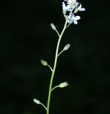 pomněnka lesní <i>(Myosotis sylvatica)</i> / Květ/Květenství