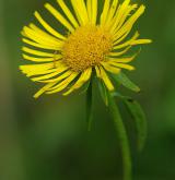 oman britský <i>(Inula britannica)</i> / Květ/Květenství