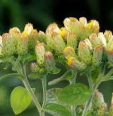 oman hnidák <i>(Inula conyzae)</i> / Květ/Květenství