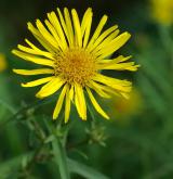 oman mečolistý <i>(Inula ensifolia)</i> / Květ/Květenství