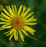 oman mečolistý <i>(Inula ensifolia)</i> / Květ/Květenství