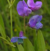hrachor bahenní <i>(Lathyrus palustris)</i> / Květ/Květenství
