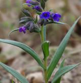 plícník úzkolistý <i>(Pulmonaria angustifolia)</i> / Květ/Květenství