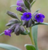 plícník úzkolistý <i>(Pulmonaria angustifolia)</i> / Květ/Květenství
