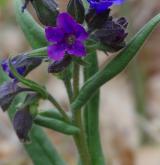 plícník úzkolistý <i>(Pulmonaria angustifolia)</i> / Květ/Květenství