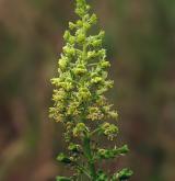 rýt (rezeda) žlutý <i>(Reseda lutea)</i> / Květ/Květenství