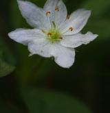 sedmikvítek evropský <i>(Trientalis europaea)</i> / Květ/Květenství