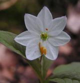 sedmikvítek evropský <i>(Trientalis europaea)</i> / Květ/Květenství