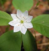 sedmikvítek evropský <i>(Trientalis europaea)</i> / Květ/Květenství