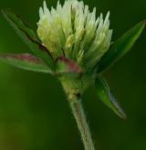 jetel bledožlutý <i>(Trifolium ochroleucon)</i> / Květ/Květenství