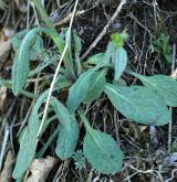 starček (pastarček) celolistý <i>(Tephroseris integrifolia)</i> / List