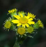 starček (pastarček) celolistý <i>(Tephroseris integrifolia)</i> / Květ/Květenství