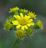 starček (pastarček) celolistý <i>(Tephroseris integrifolia)</i> / Květ/Květenství
