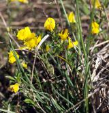 kručinka chlupatá <i>(Genista pilosa)</i> / Habitus
