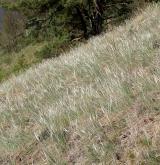 kavyl chlupatý <i>(Stipa dasyphylla)</i> / Porost