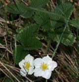 jahodník trávnice <i>(Fragaria viridis)</i> / Habitus