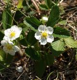 jahodník trávnice <i>(Fragaria viridis)</i> / Habitus