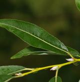 vrba rorida <i>(Salix rorida)</i> / List