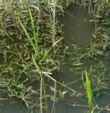Vegetace převážně ponořených vodních rostlin zakořeněných ve dně <i>(Potamion)</i> / Porost