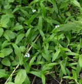 pomněnka bahenní <i>(Myosotis palustris)</i> / Habitus