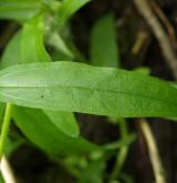 pomněnka bahenní <i>(Myosotis palustris)</i> / List