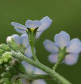 pomněnka bahenní <i>(Myosotis palustris)</i> / Květ/Květenství