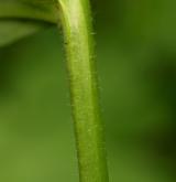 pomněnka bahenní <i>(Myosotis palustris)</i> / Stonek