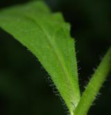 pomněnka bahenní <i>(Myosotis palustris)</i> / List