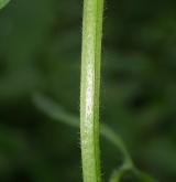 pomněnka bahenní <i>(Myosotis palustris)</i> / Stonek