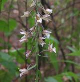 kruštík bahenní <i>(Epipactis palustris)</i> / Květ/Květenství