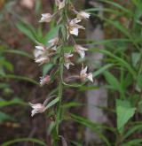 kruštík bahenní <i>(Epipactis palustris)</i> / Květ/Květenství