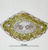 borovice Jeffreyova <i>(Pinus jeffreyi)</i> / List