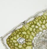 borovice Jeffreyova <i>(Pinus jeffreyi)</i> / List