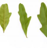 dub černý <i>(Quercus nigra)</i> / List