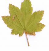 javor okrouhlolistý <i>(Acer circinatum)</i> / List