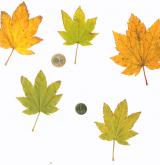 javor okrouhlolistý <i>(Acer circinatum)</i> / List