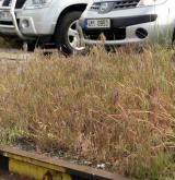 Ruderální vegetace ozimých terofytních trav <i>(Sisymbrion officinalis)</i> / Porost