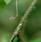 brslen bradavičnatý <i>(Euonymus verrucosus)</i> / Větve a pupeny