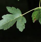 javor Semjonovův <i>(Acer semenowii)</i> / List