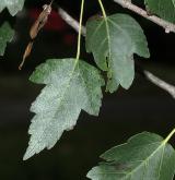 javor Semjonovův <i>(Acer semenowii)</i> / List