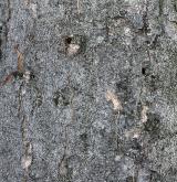 javor Heldreichův <i>(Acer heldreichii)</i> / Borka kmene