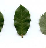 dub kermesový <i>(Quercus coccifera)</i> / List