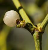 jmelí bílé <i>(Viscum album)</i> / Plod