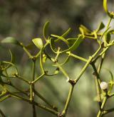 jmelí bílé <i>(Viscum album)</i> / Habitus